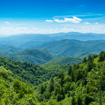 Mountain overview of rich green forests.