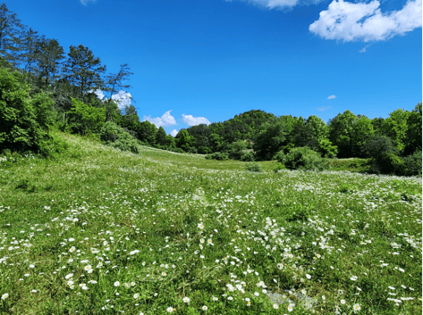 Smith Family Farm Spring