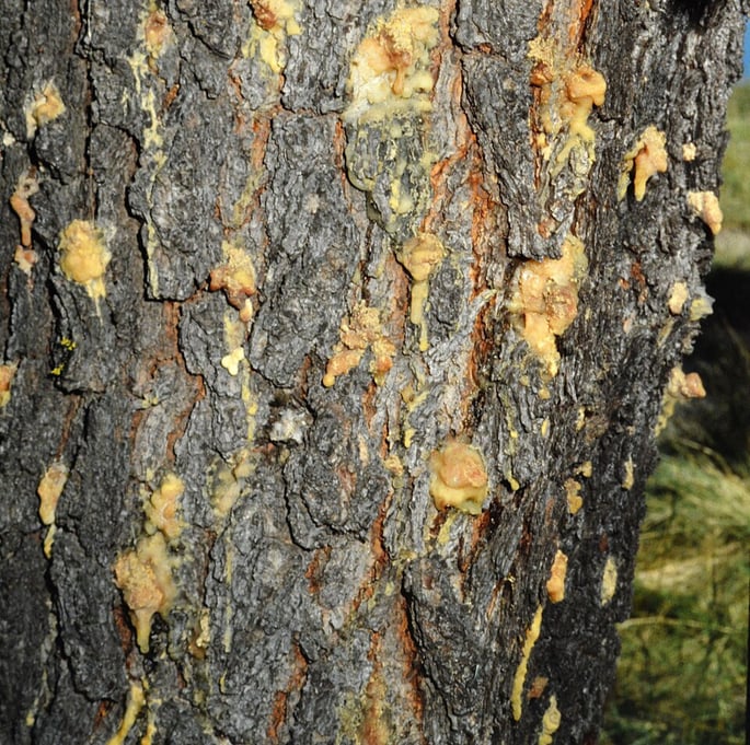 pitch tubes from southern pine beetle