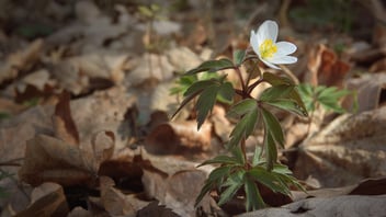 A forest in spring