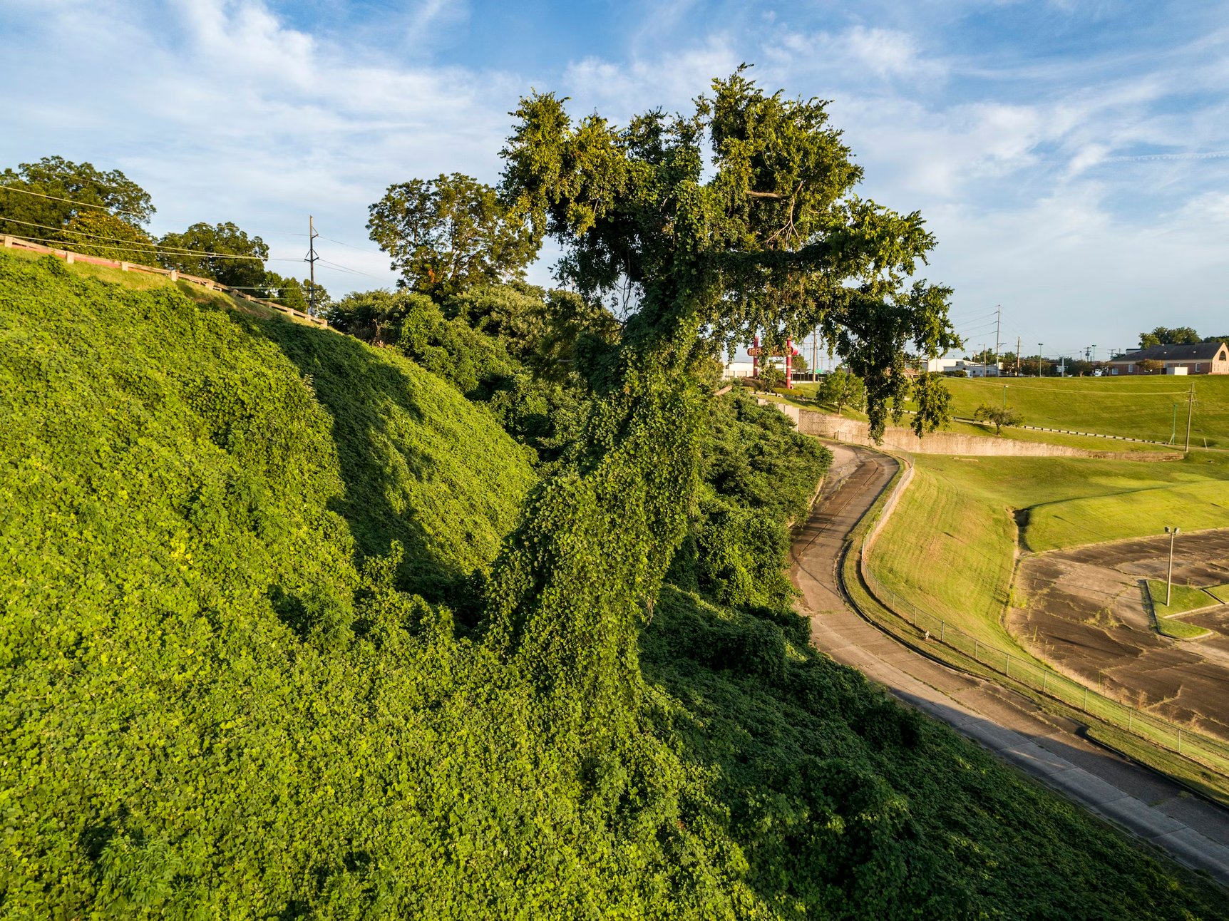 kudzu